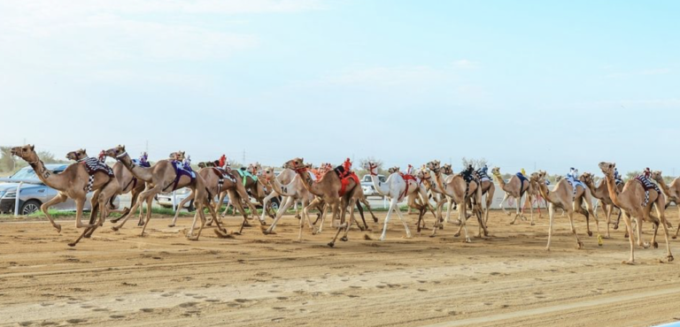 Dubai Crown Prince Camel Racing Festival kicks of on 19th January