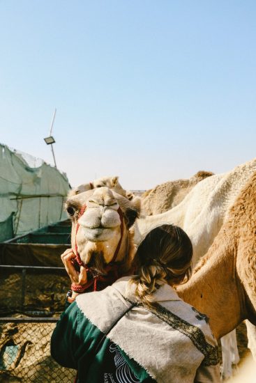 camels as emotional support