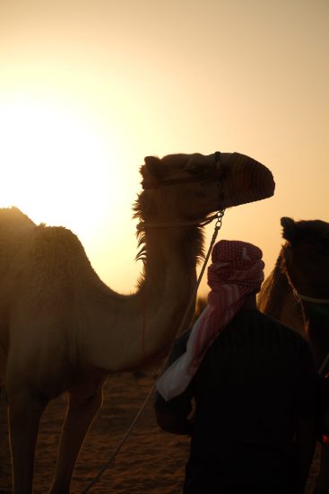 Camel assisted wellness experience in Dubai